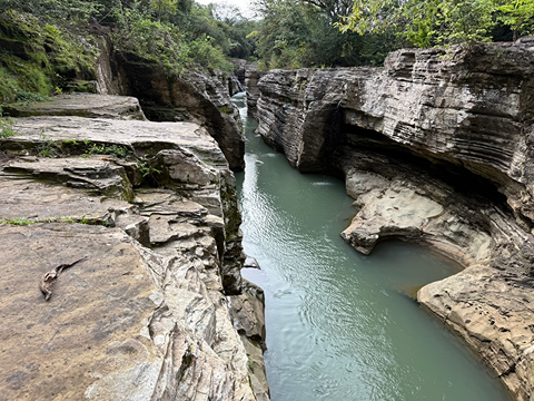 Místní ptactvo v zahradě